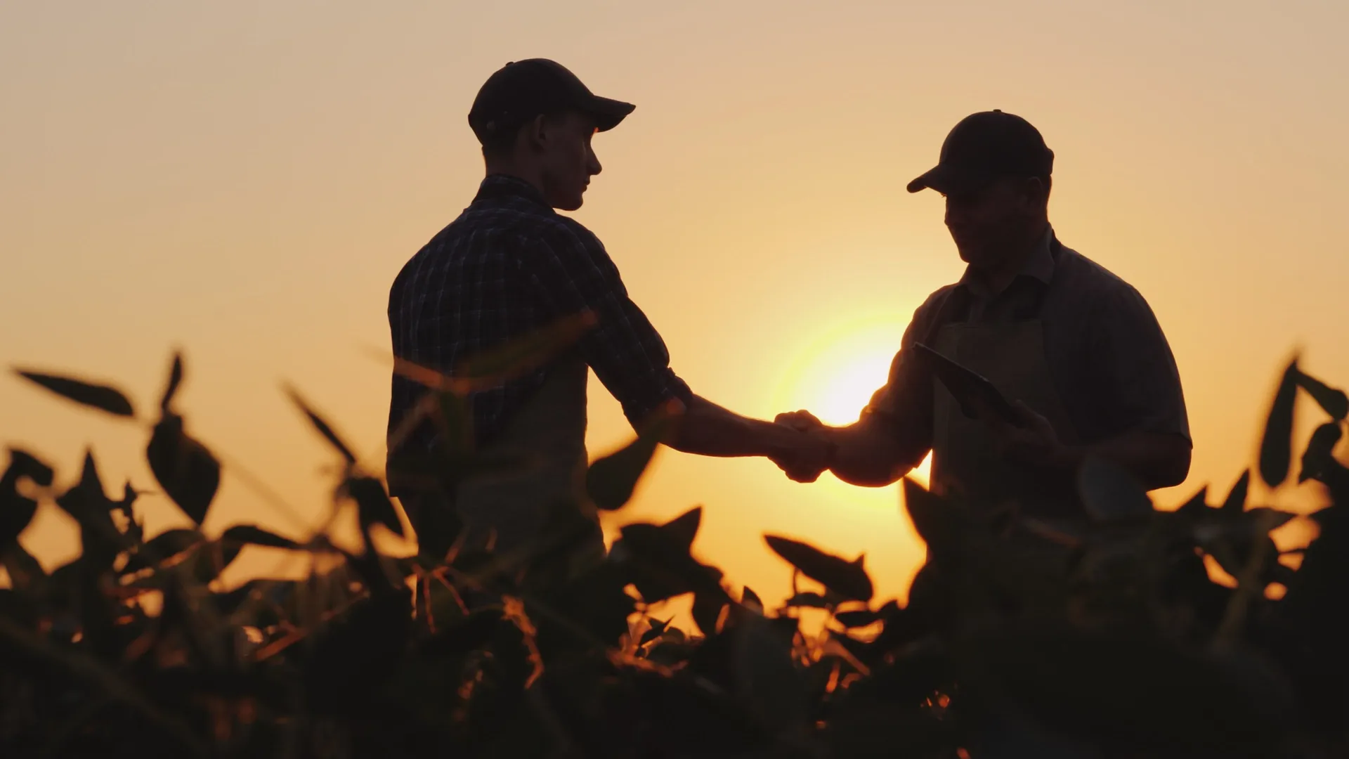 Handshake in corn field at sunset